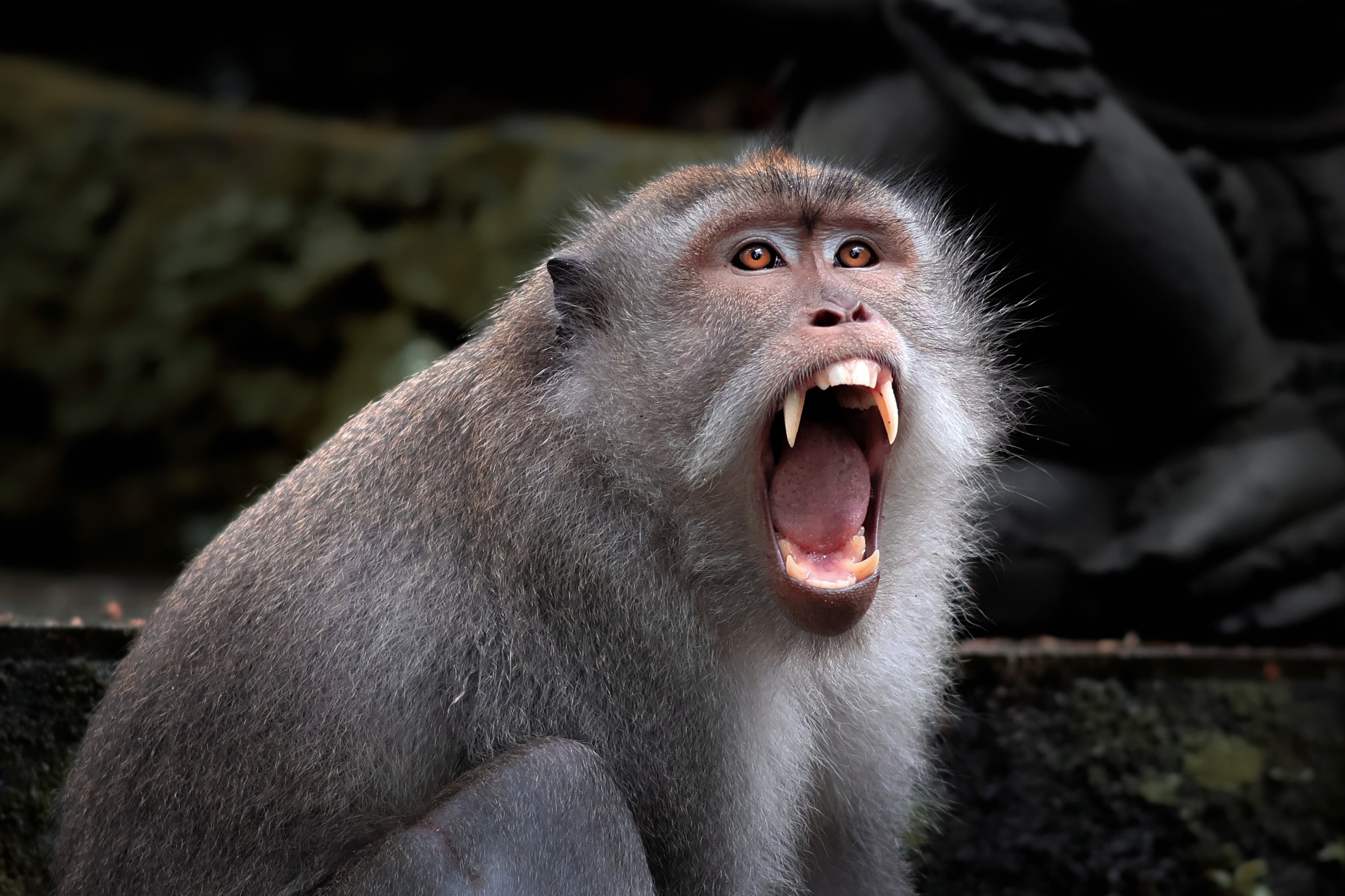 Portrait Photography